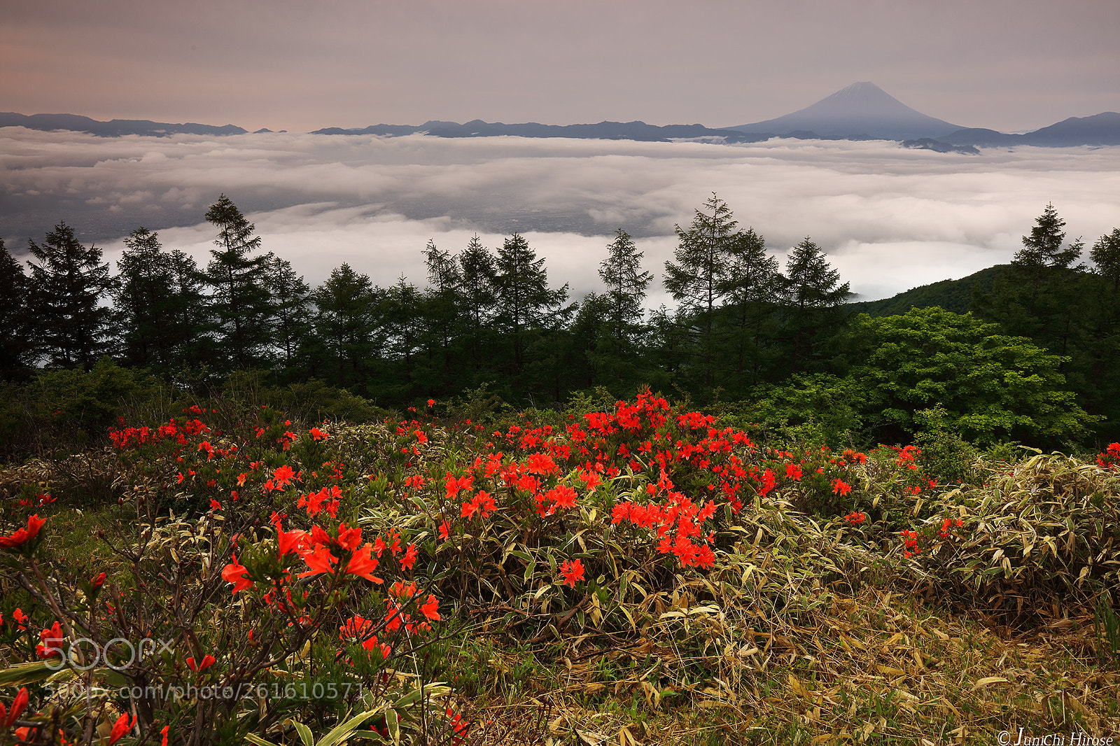 Canon EOS 5DS sample photo. Japan azalea of mt.amari photography