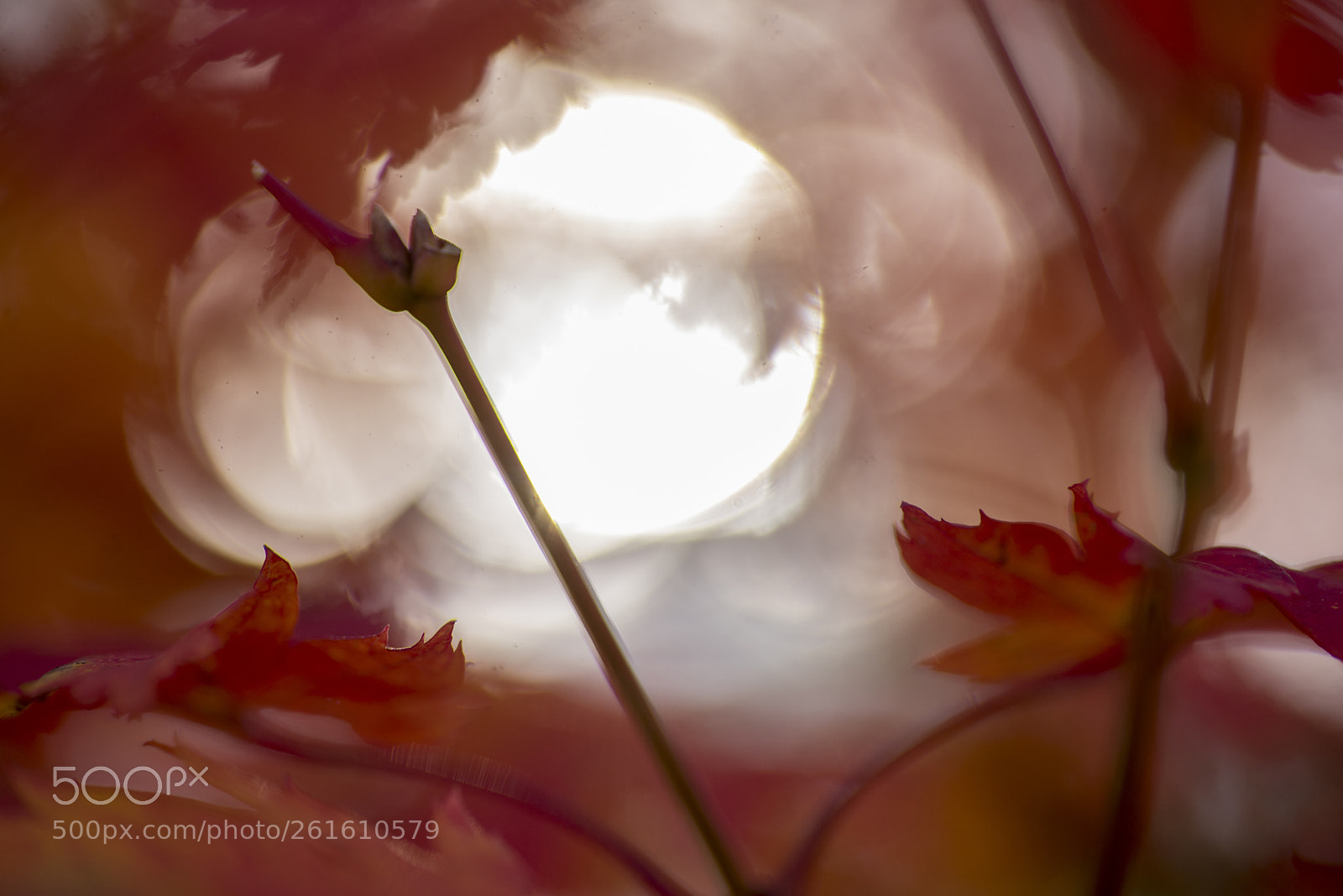 Nikon D600 sample photo. Red mystic window photography
