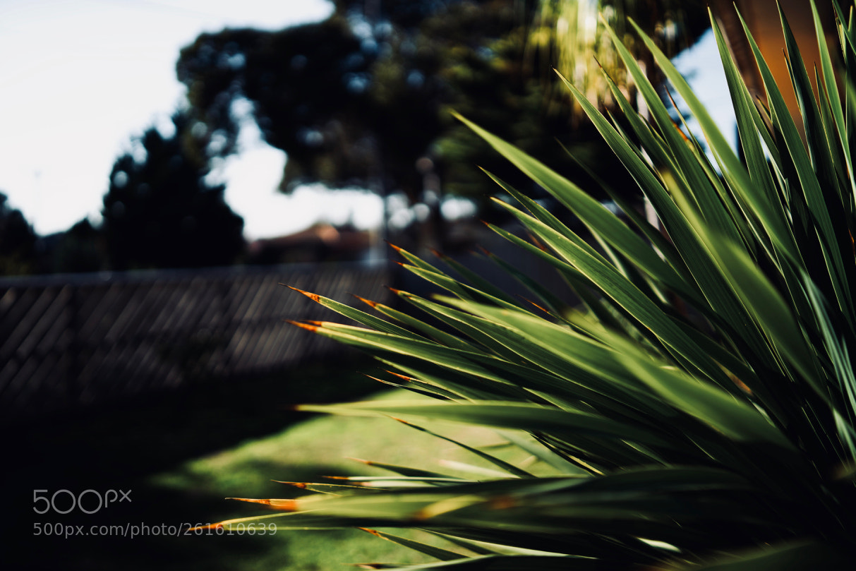 Sony a7R III sample photo. Dsc photography