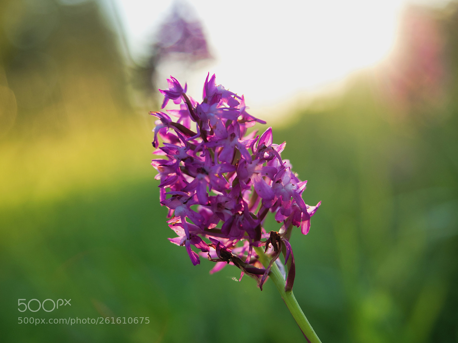 Olympus OM-D E-M1 Mark II sample photo. Colors photography