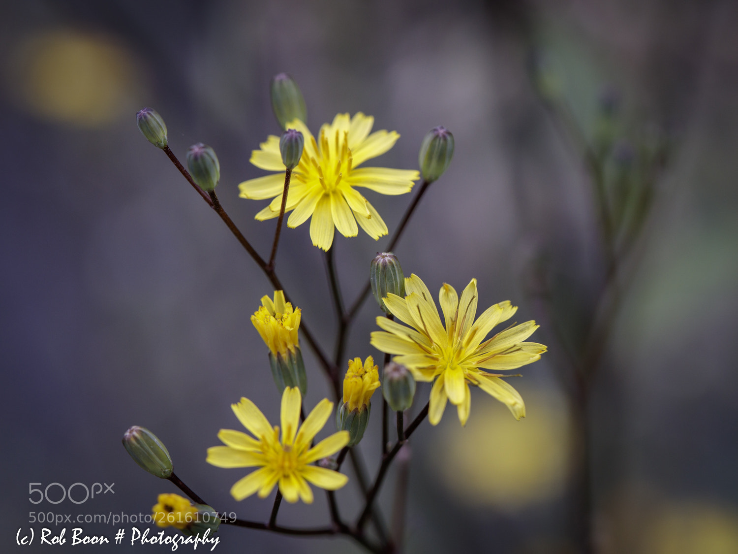 Canon EOS 5DS sample photo. Weed 3 photography