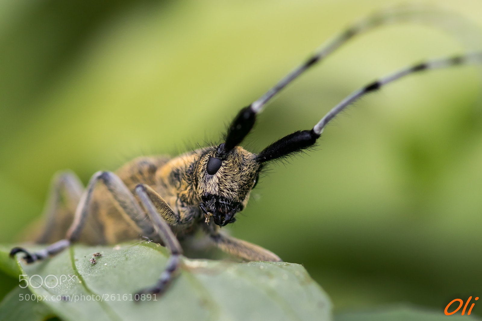 Canon EOS 80D sample photo. Macro photography