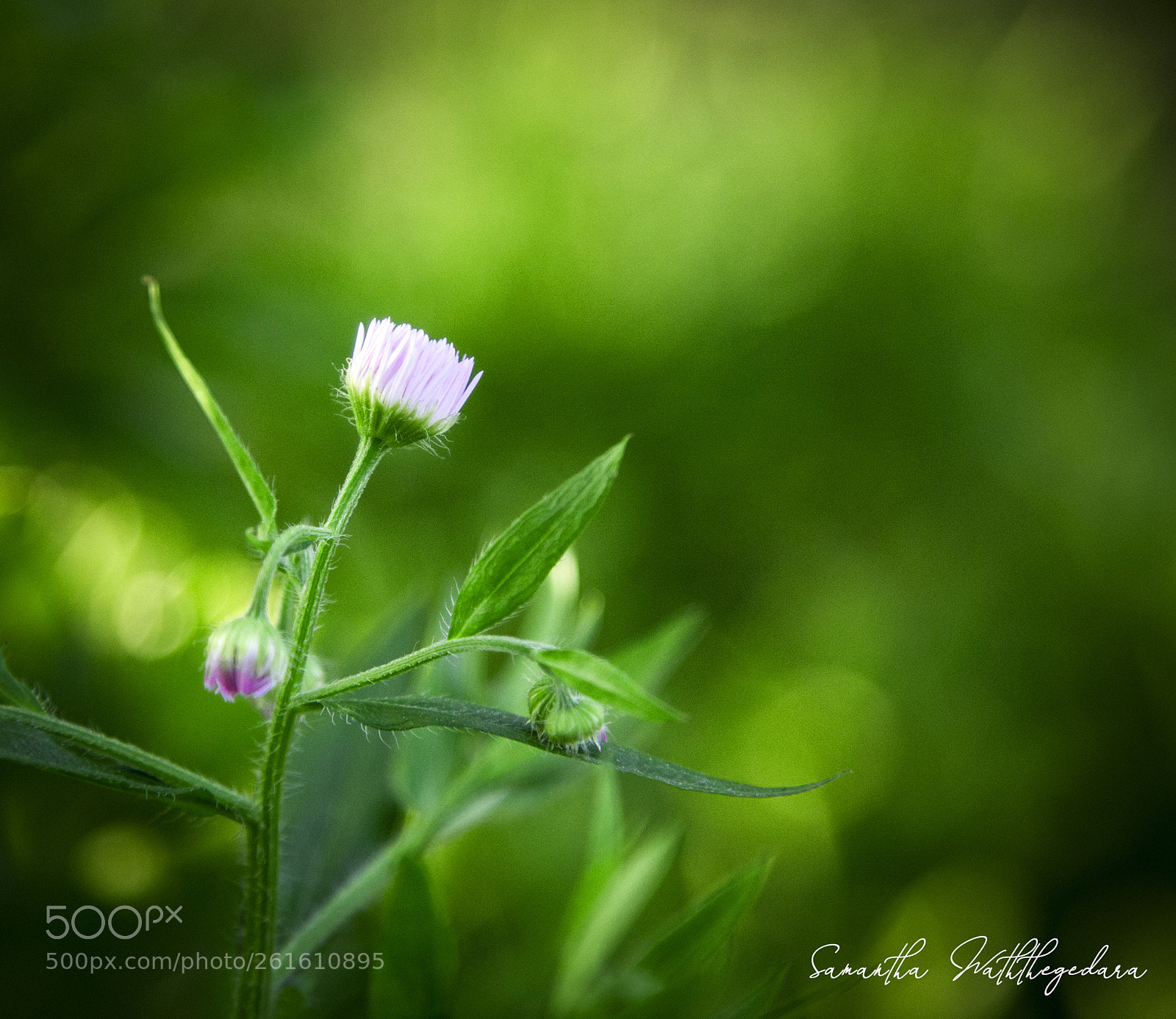 Canon EOS 6D sample photo. Img photography
