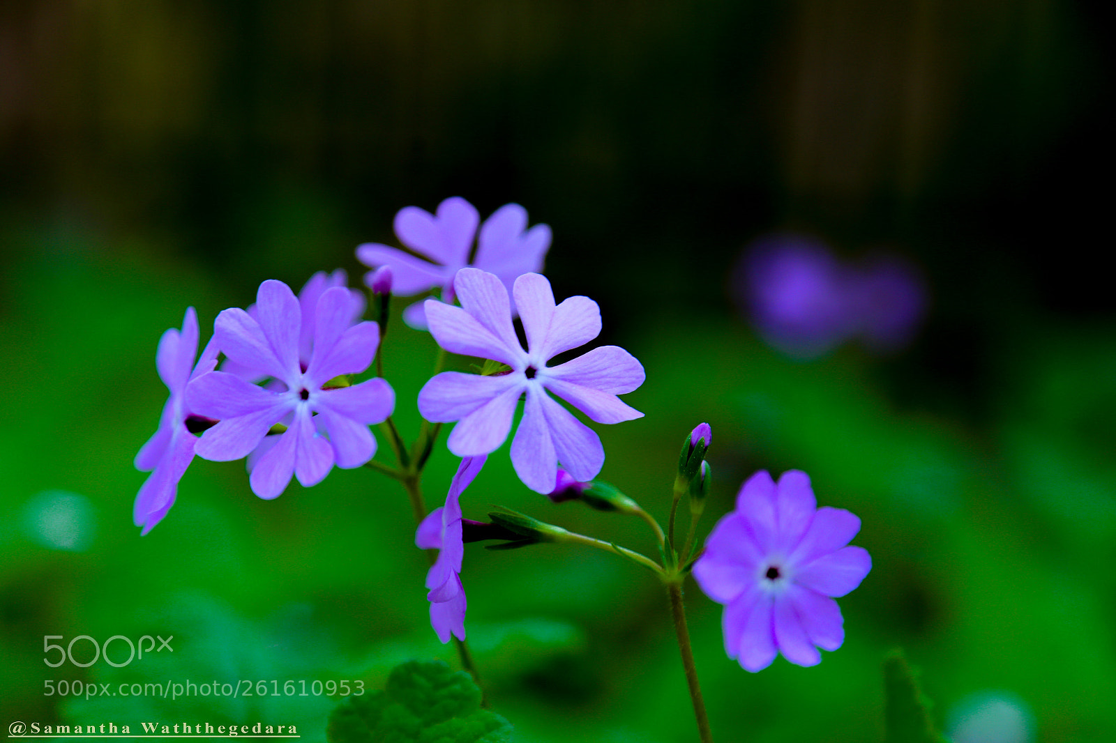 Canon EOS 6D sample photo. Img photography