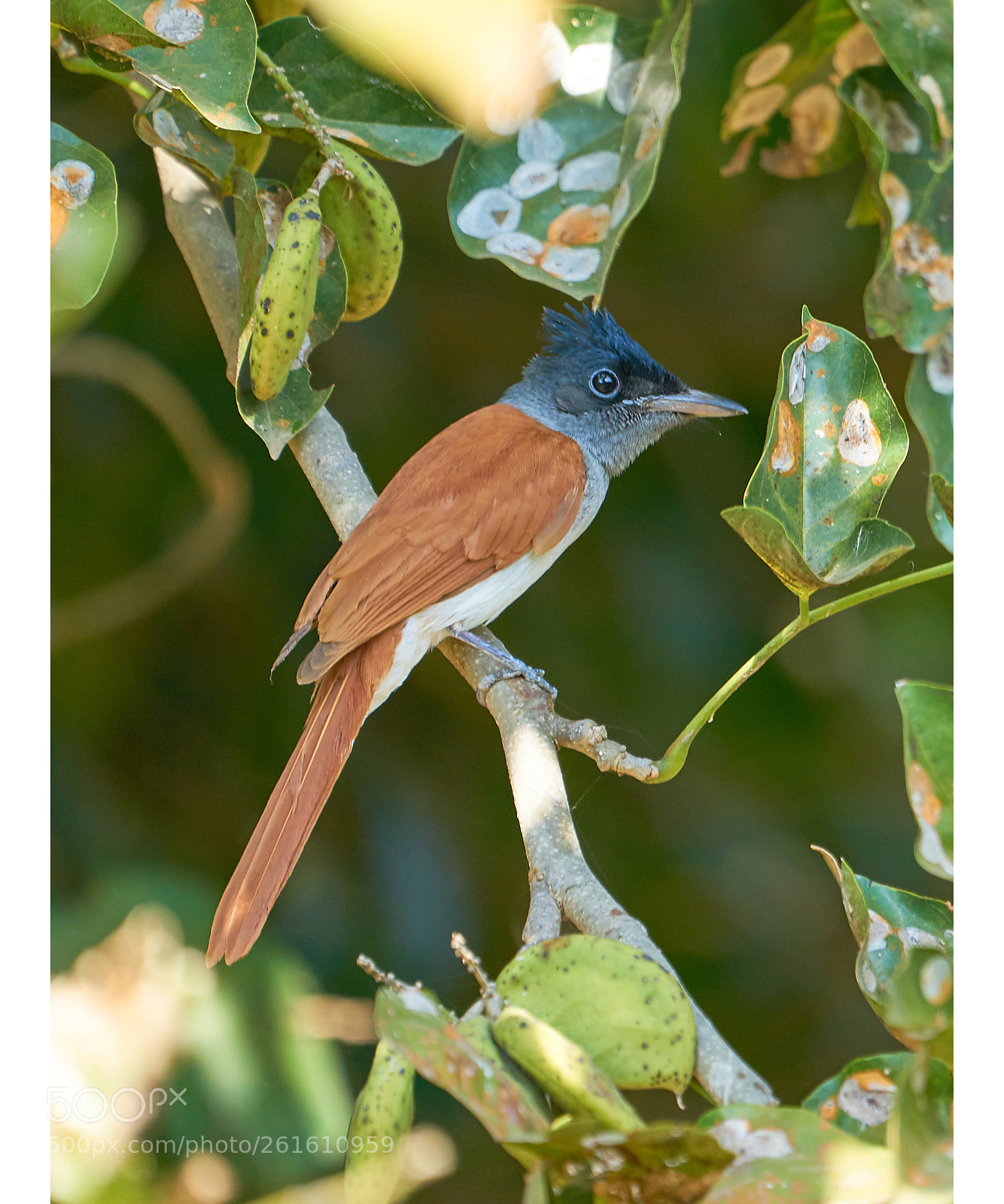 Sony a7R II sample photo. Paradise flycatcher photography