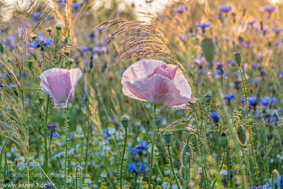 Sony a7 III sample photo. Rosa klatschmohn photography