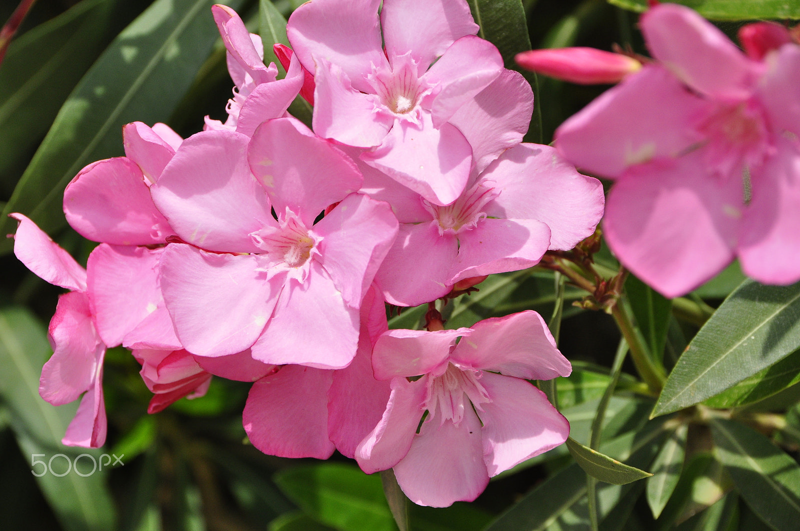 Nikon D90 sample photo. Spring. photography