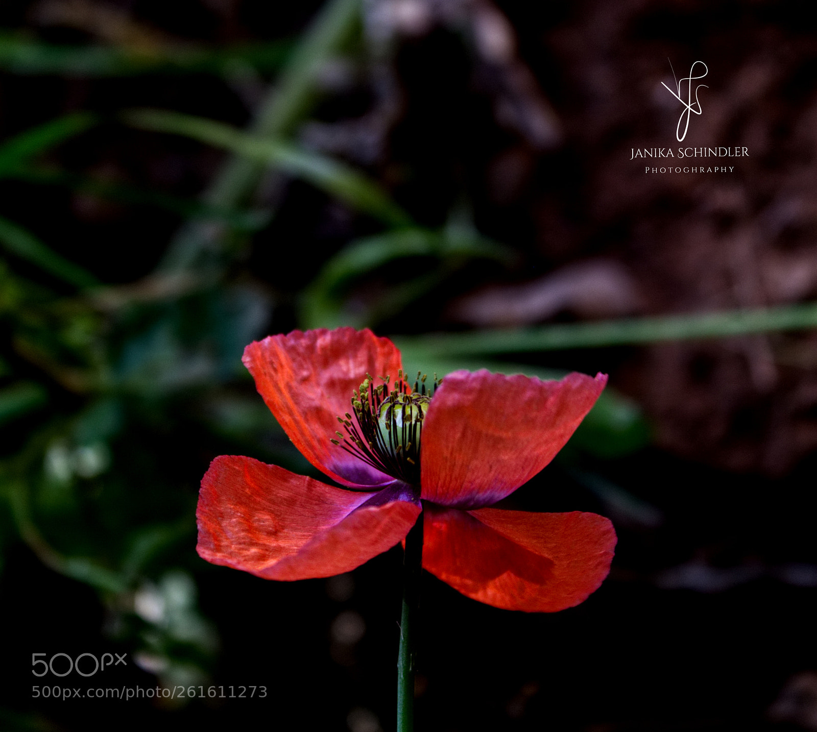 Canon EOS 60D sample photo. Poppy photography