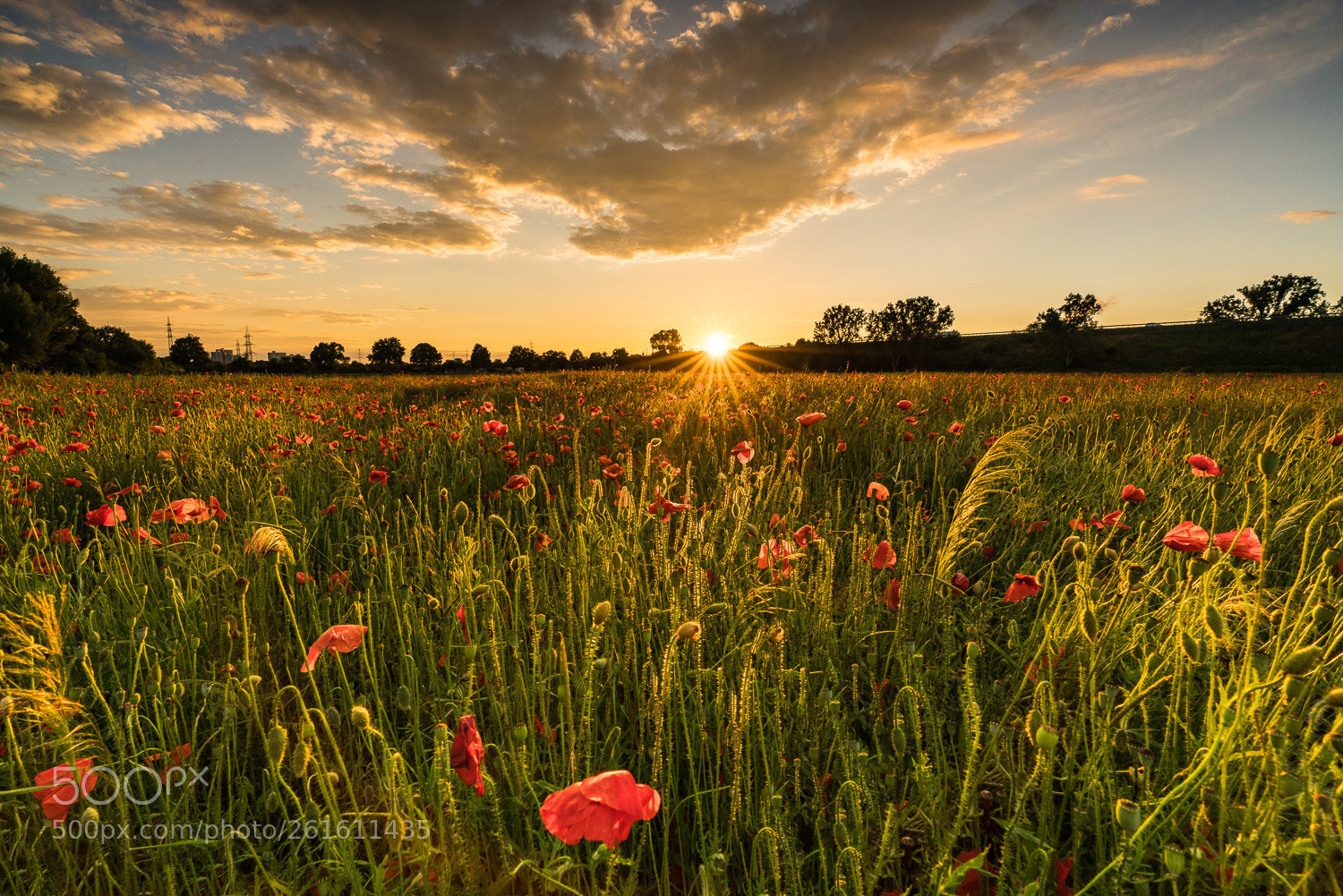 Sony a7R II sample photo. Sundown at poppy field photography