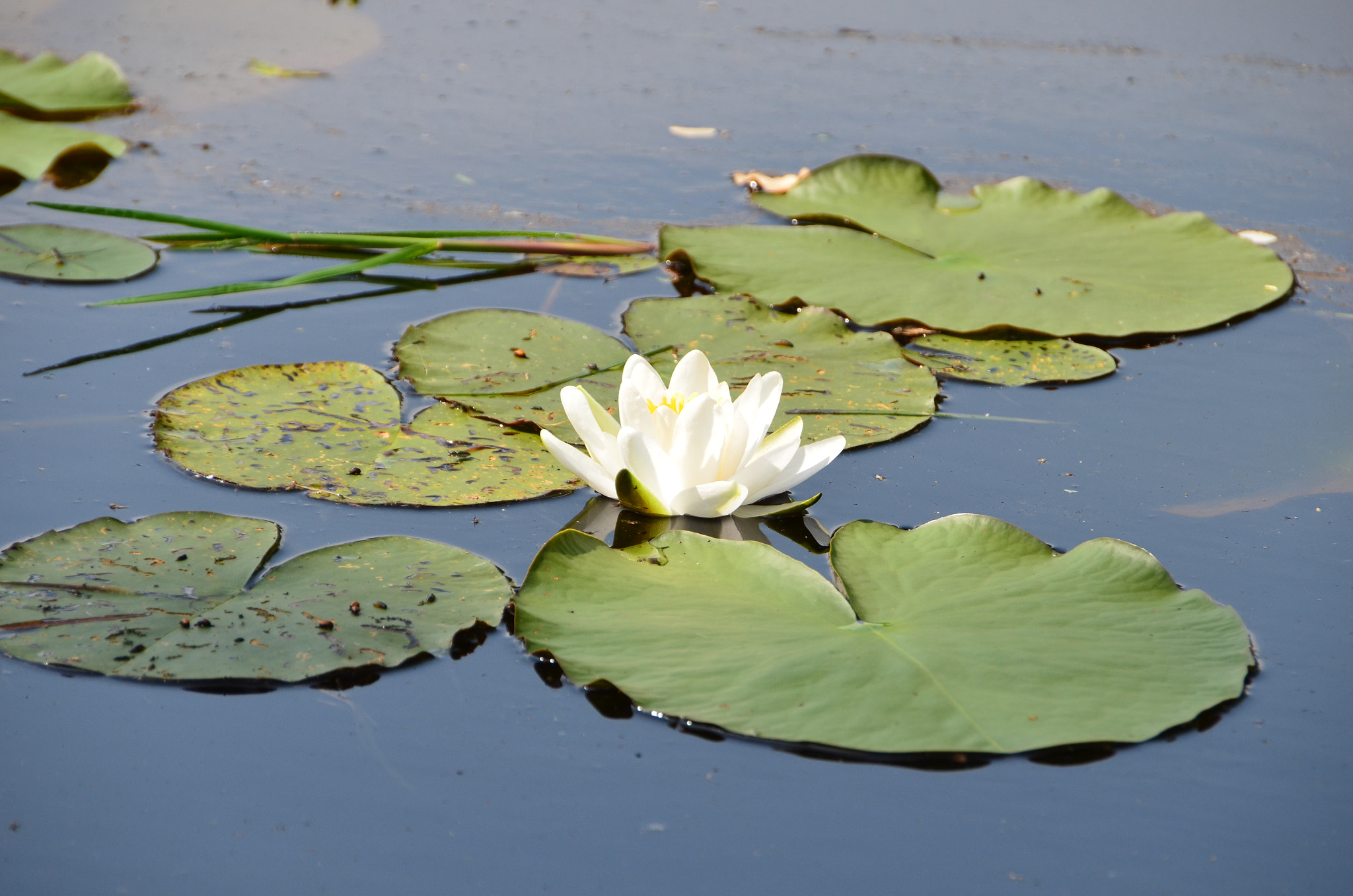 Nikon D7000 sample photo. Lieu dit "la lanterne " etang ferry photography