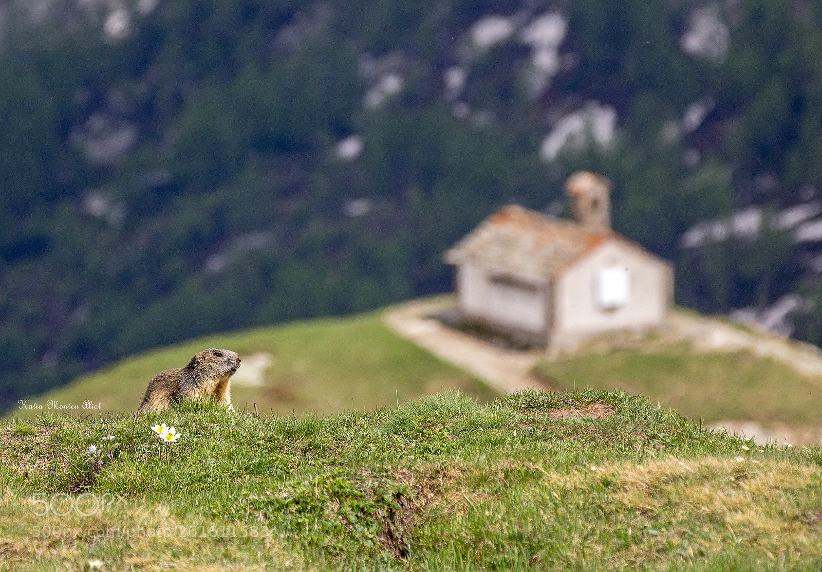 Canon EOS 60D sample photo. Marmot looking for a photography