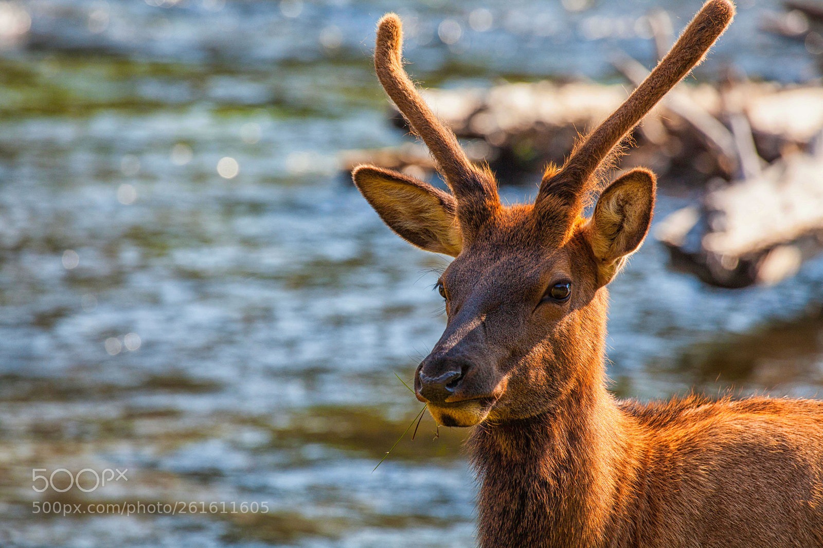 Canon EOS 5D Mark II sample photo. Elk photography
