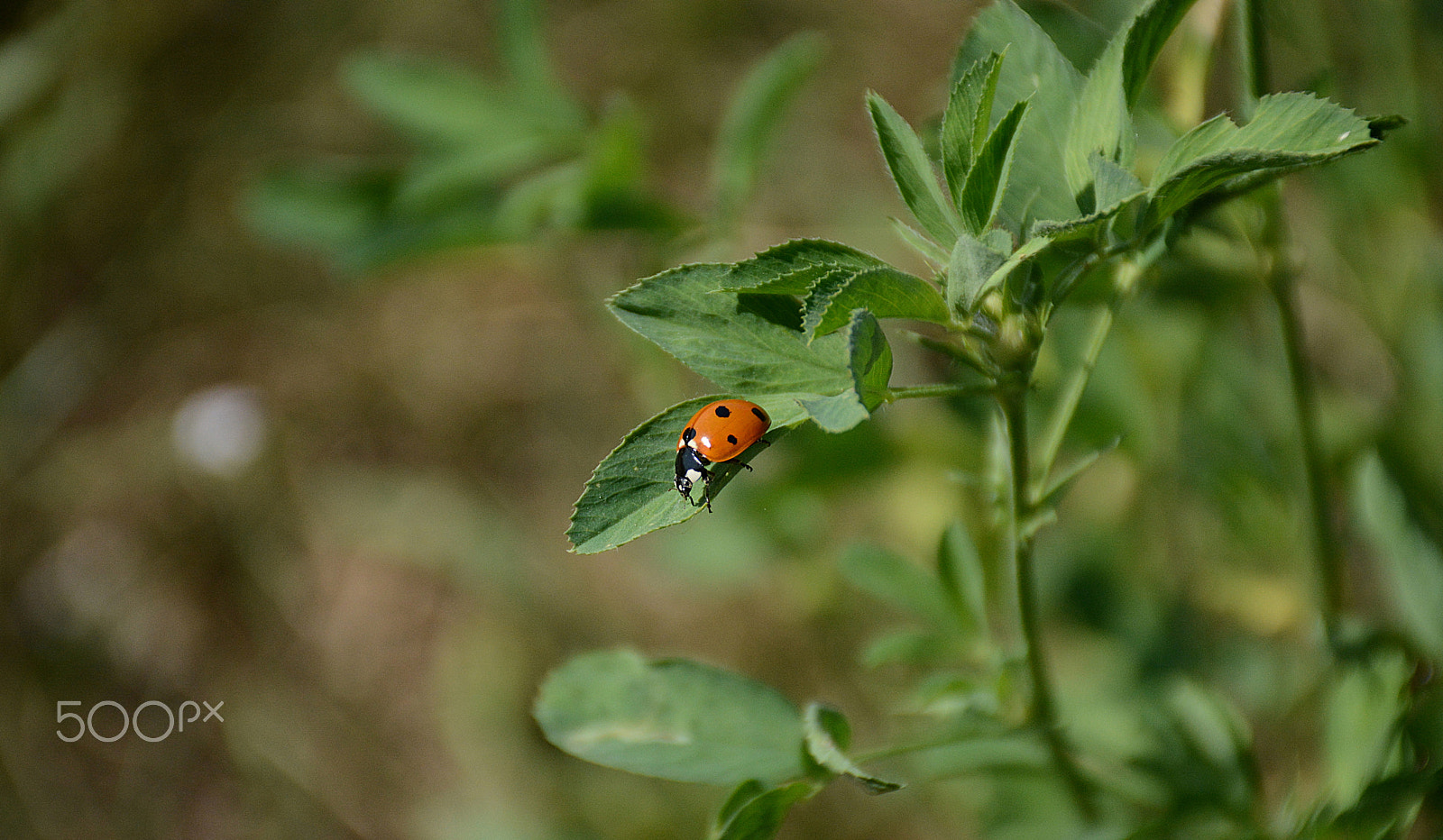 Nikon D5200 sample photo. Ladybug photography