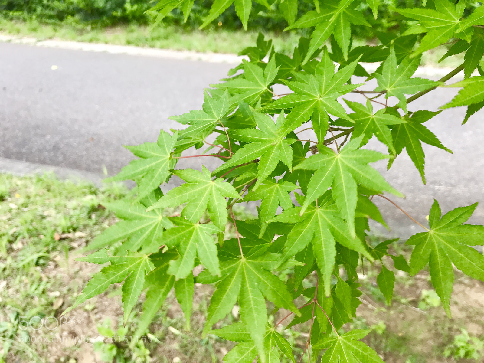 Apple iPhone 7 sample photo. Untitled photography
