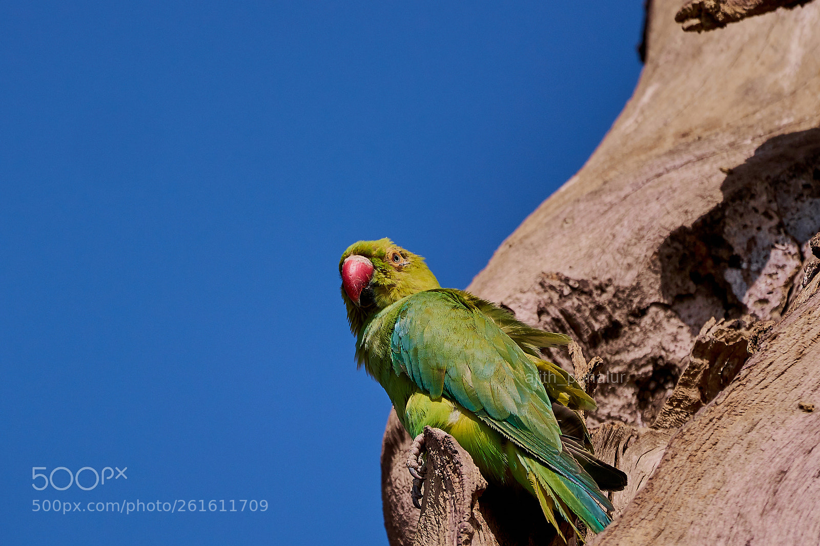 Sony a7R II sample photo. Rose ringed parakeet photography
