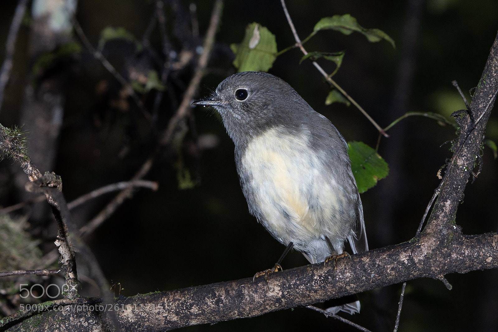 Nikon D500 sample photo. Si robin toutouwai adult photography