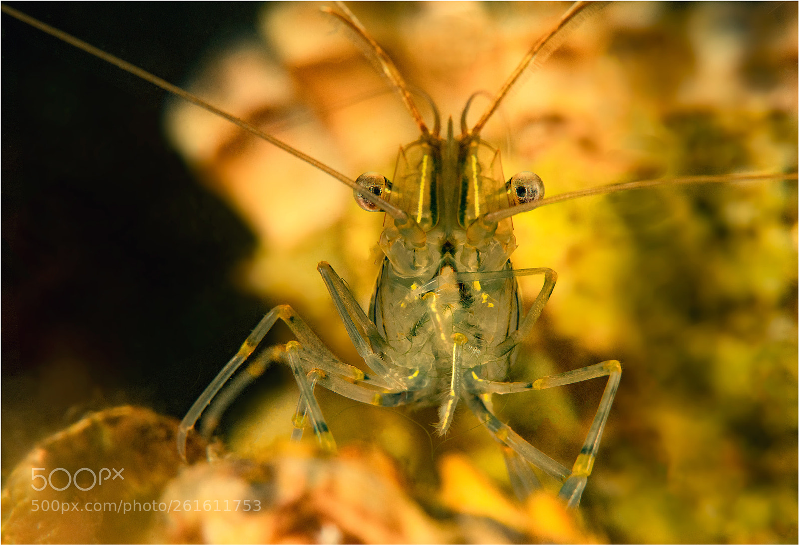 Nikon D850 sample photo. Shrimp photography