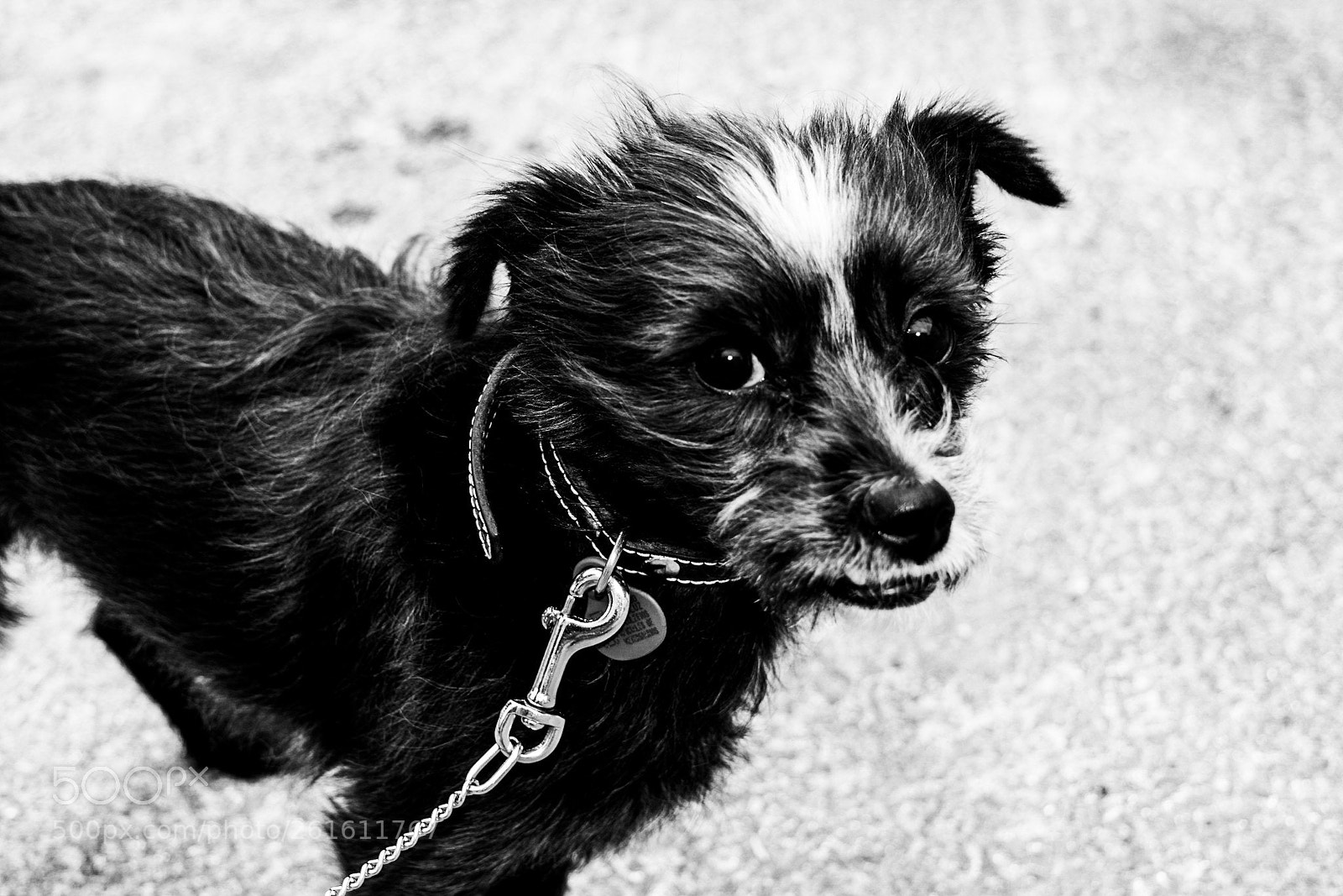 Nikon D5200 sample photo. Perro photography