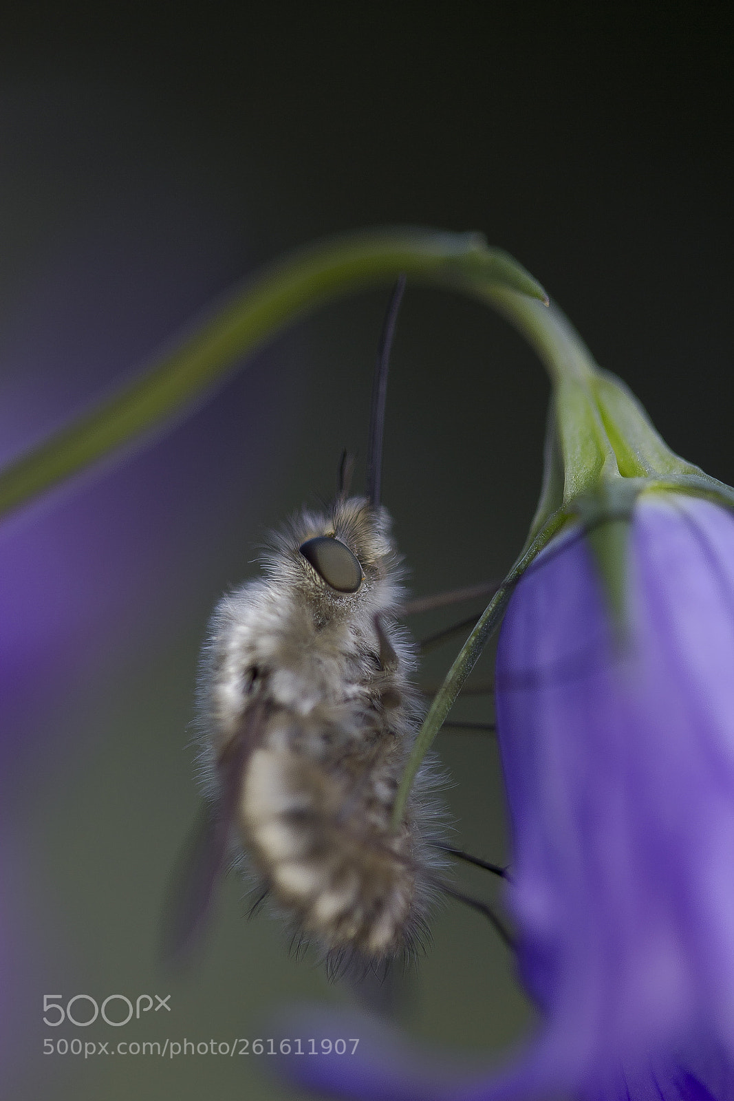 Canon EOS 60D sample photo. Wollschweber (bombyliidae) photography