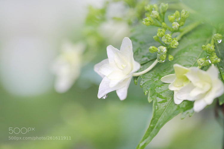 Canon EOS 5D Mark IV sample photo. Tears of june. photography