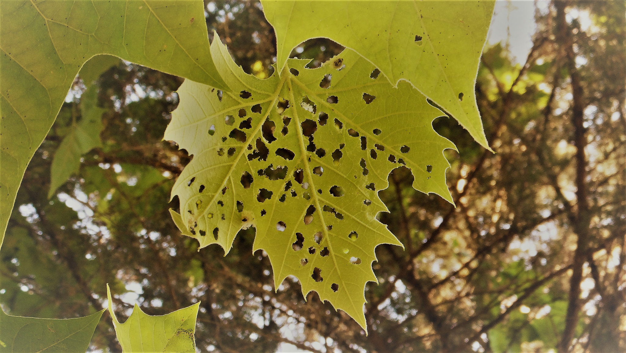 Fujifilm FinePix F750EXR sample photo. Holes photography
