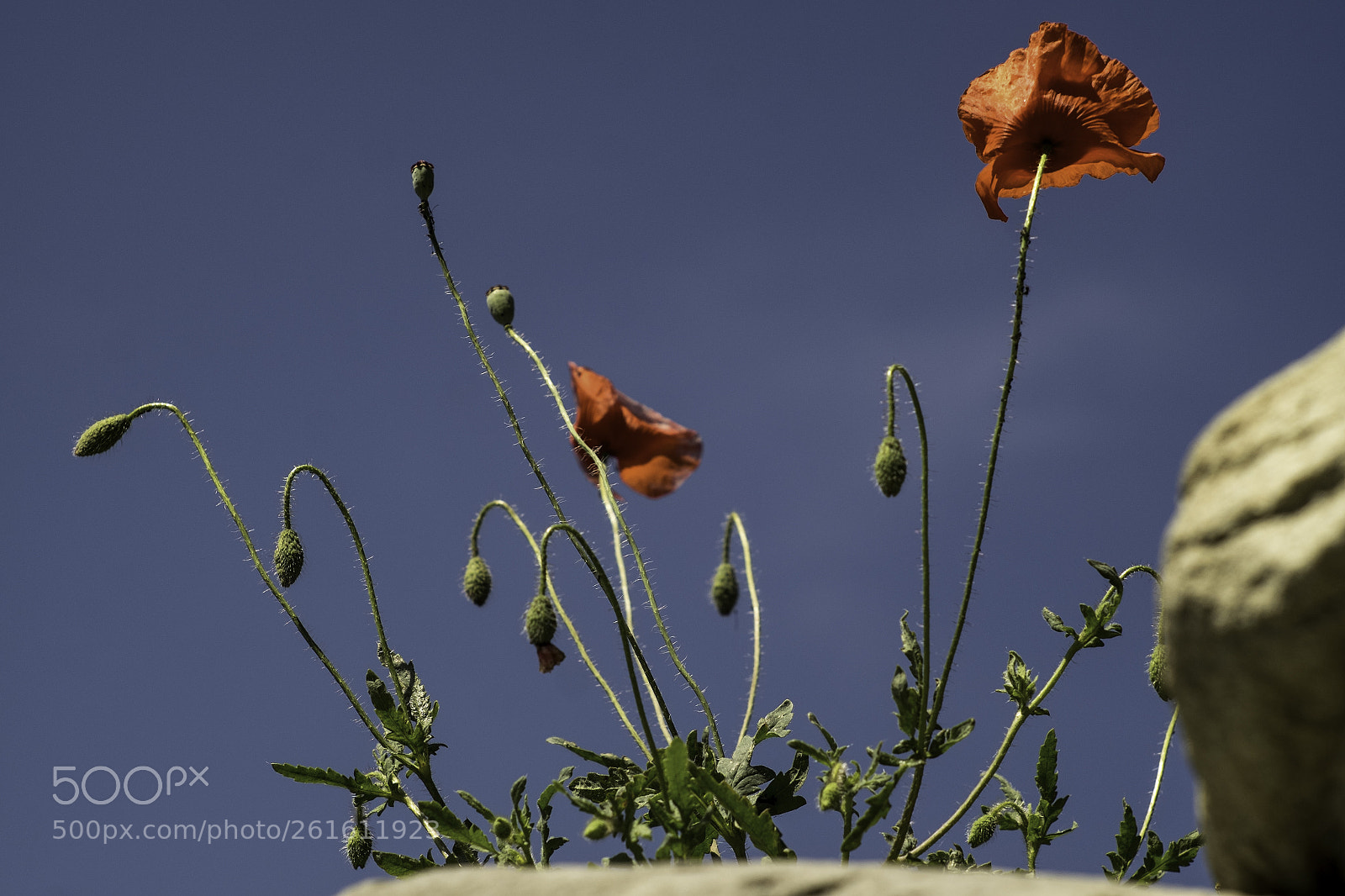 Fujifilm X-T1 sample photo. Fanal mohn photography