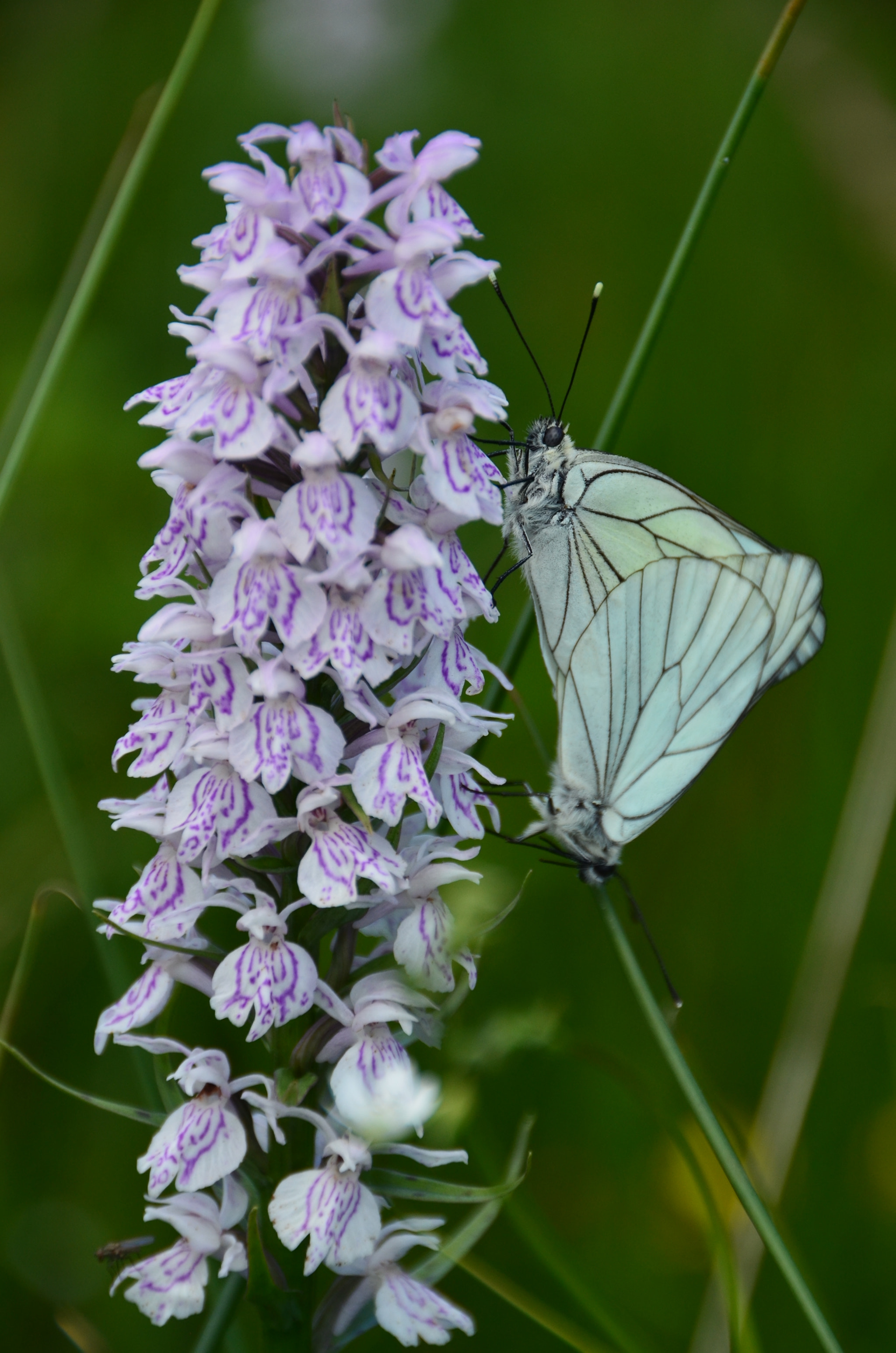 Sigma 18-250mm F3.5-6.3 DC OS HSM sample photo. Orchys tachetees avec gazes photography