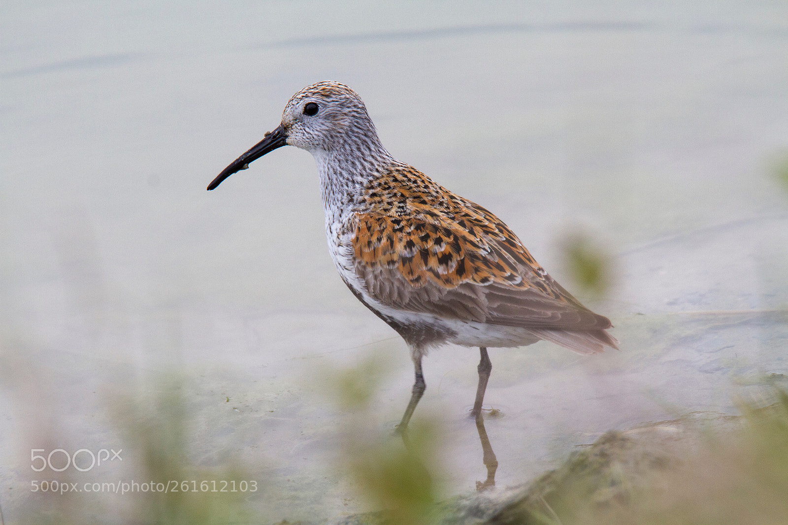 Canon EOS 7D sample photo. Dunlin  photography