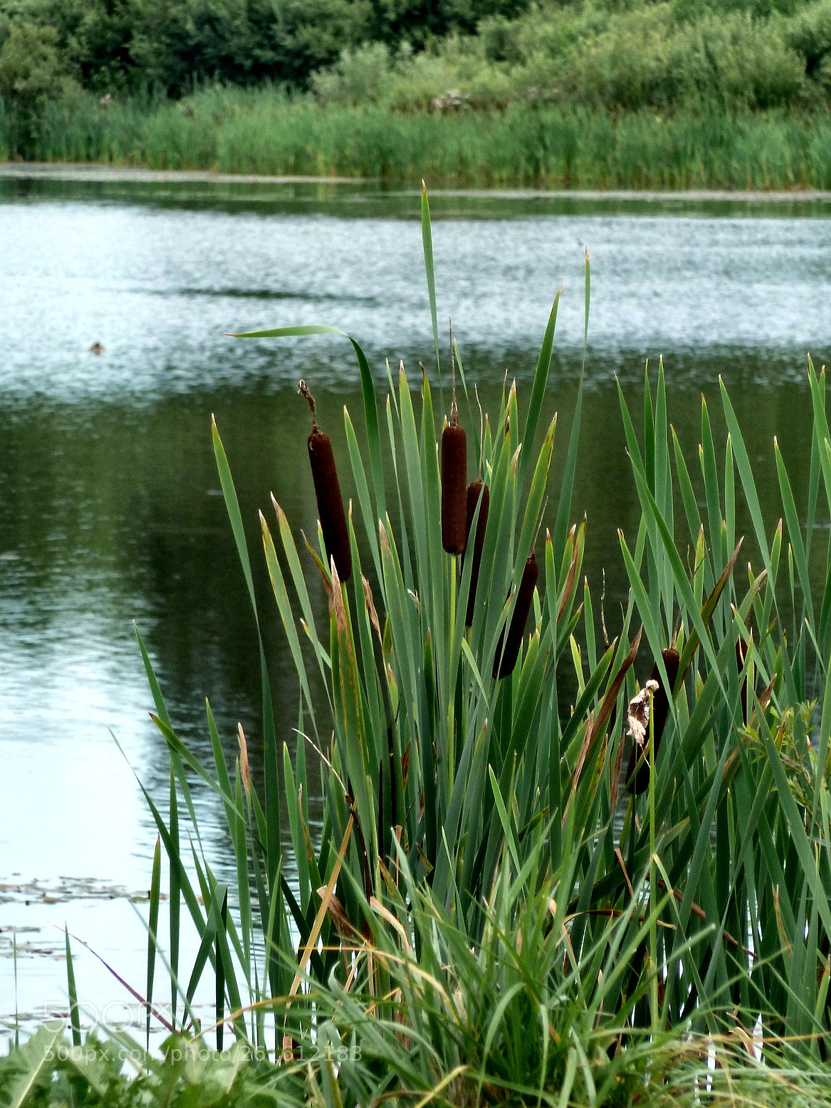 Panasonic Lumix DMC-ZS7 (Lumix DMC-TZ10) sample photo. Reeds on a mill photography