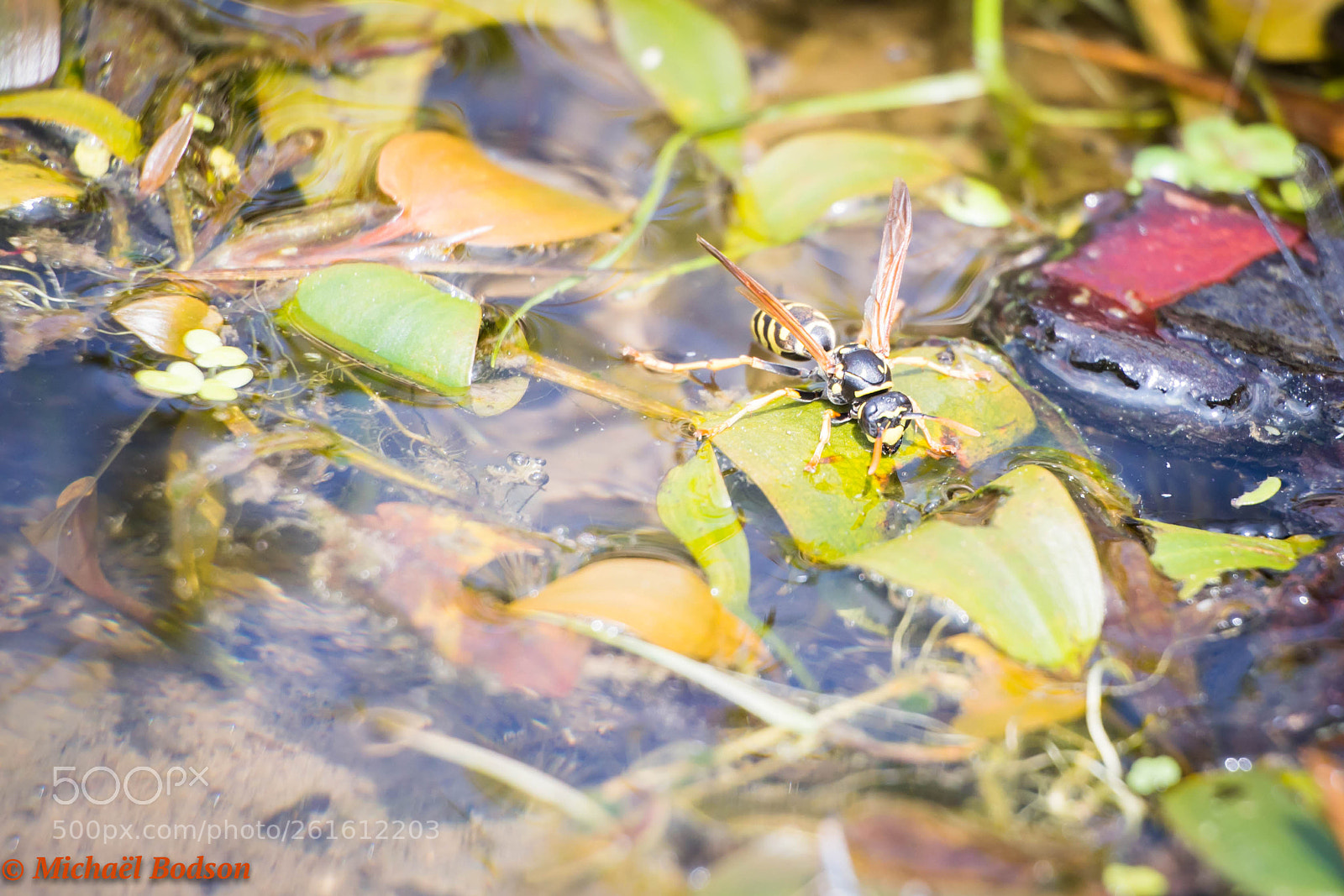 Canon EOS 6D sample photo. Le monde d'en bas photography