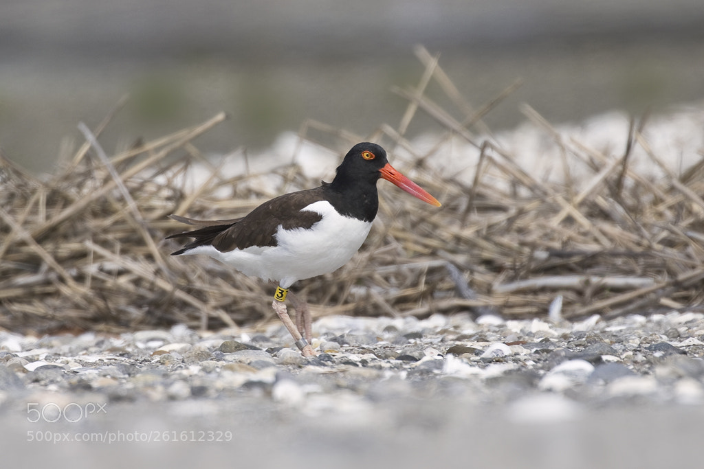 Canon EOS 7D Mark II sample photo. American oystercatcher, connecticut, 2018 photography