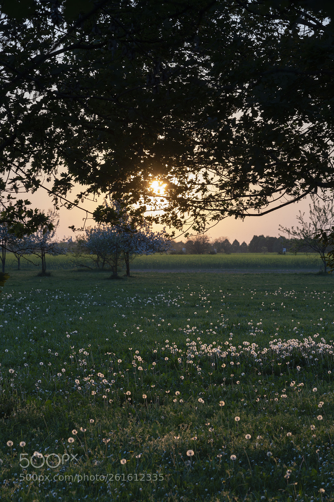 Sony a7 III sample photo. Spring sunset at grugnotorto photography