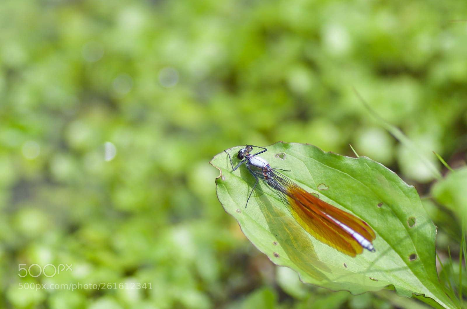 Pentax K-30 sample photo. Damselfly photography