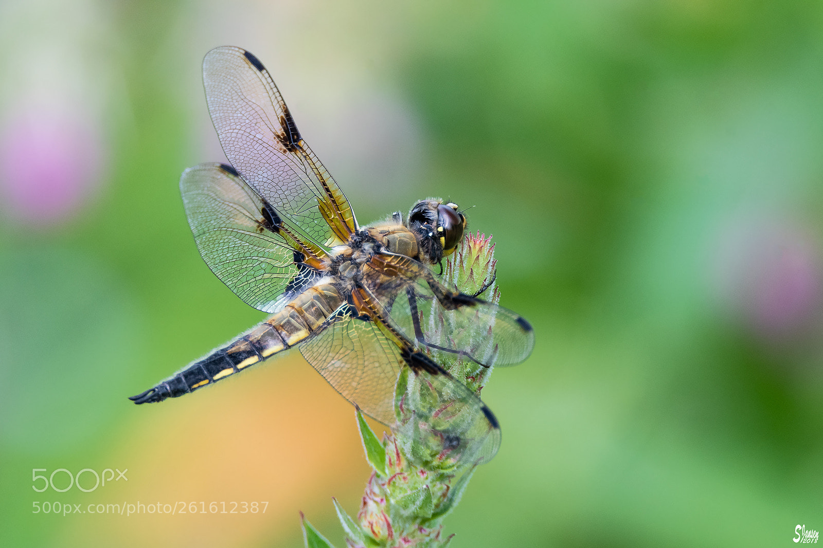 Nikon D500 sample photo. Libellula quadrimaculata photography