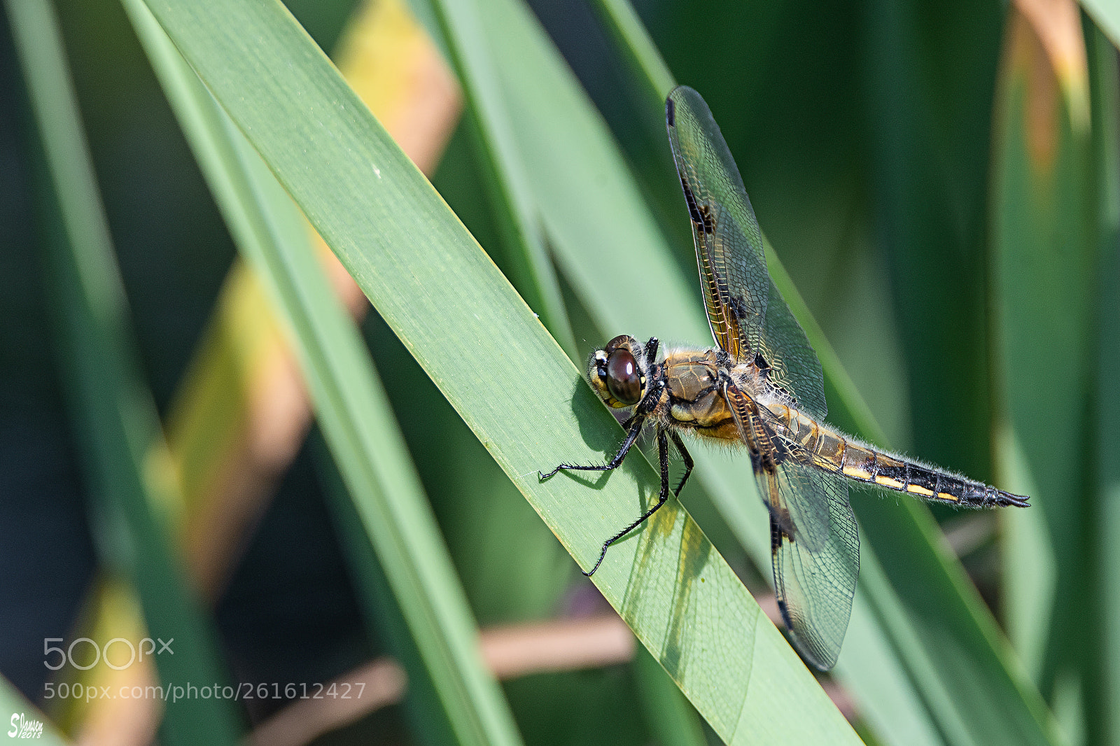 Nikon D500 sample photo. Libellula quadrimaculata photography