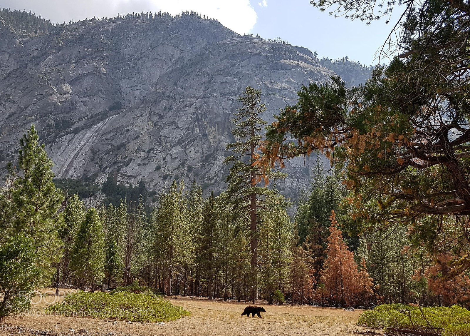 Samsung Galaxy S7 Edge sample photo. Grizzly gaurding his territory photography