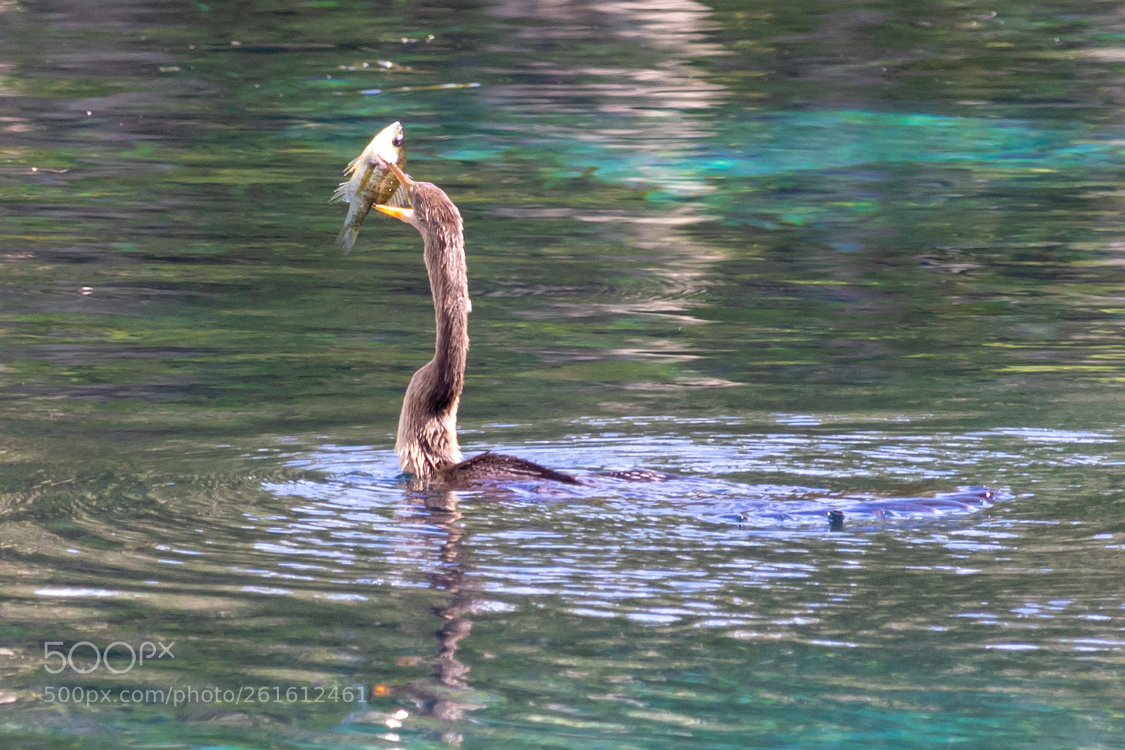 Canon EOS 77D (EOS 9000D / EOS 770D) sample photo. Gotcha photography