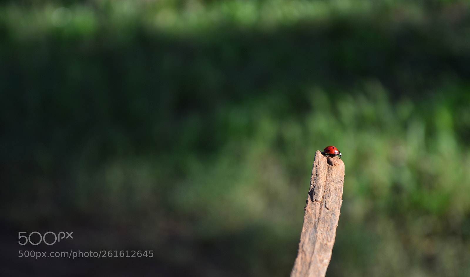 Nikon D5200 sample photo. Untitled photography
