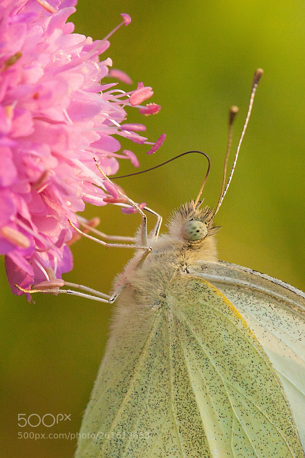 Canon EOS 5D Mark II sample photo. Butterfly photography