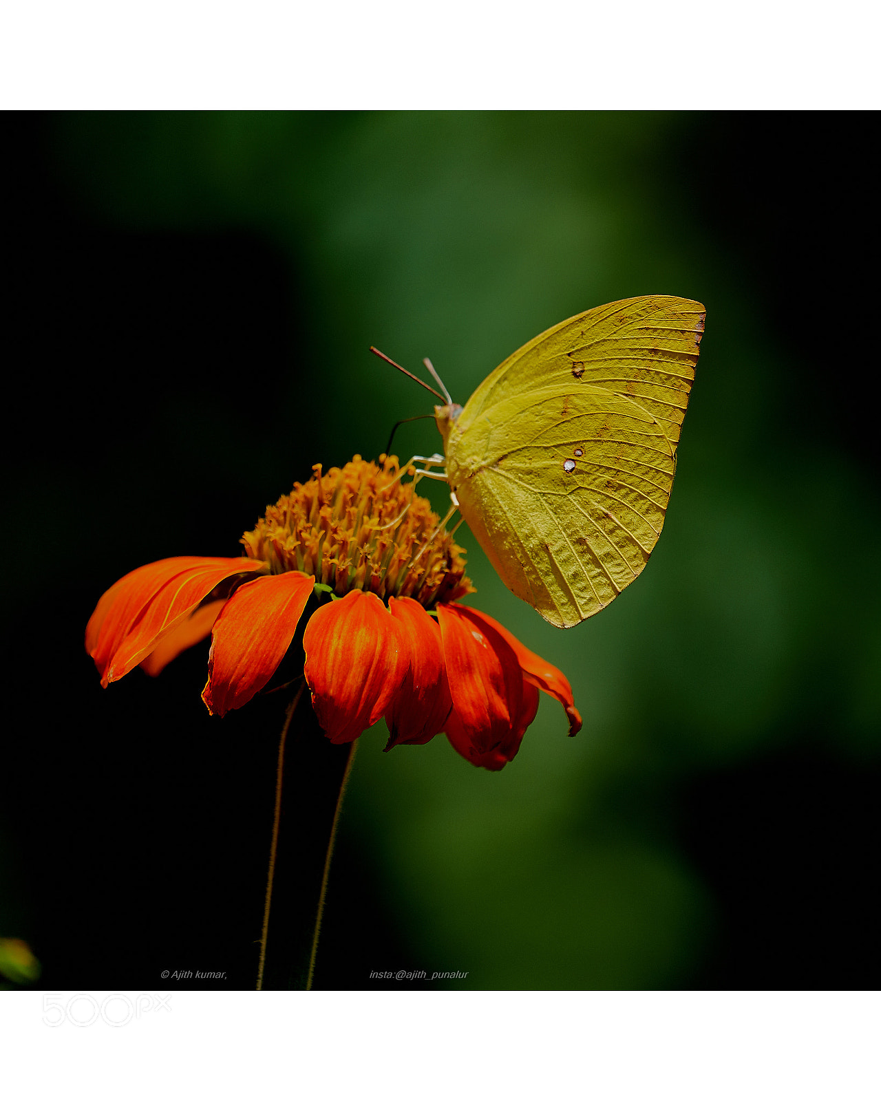 Sony a7R II sample photo. Yellow butterfly photography