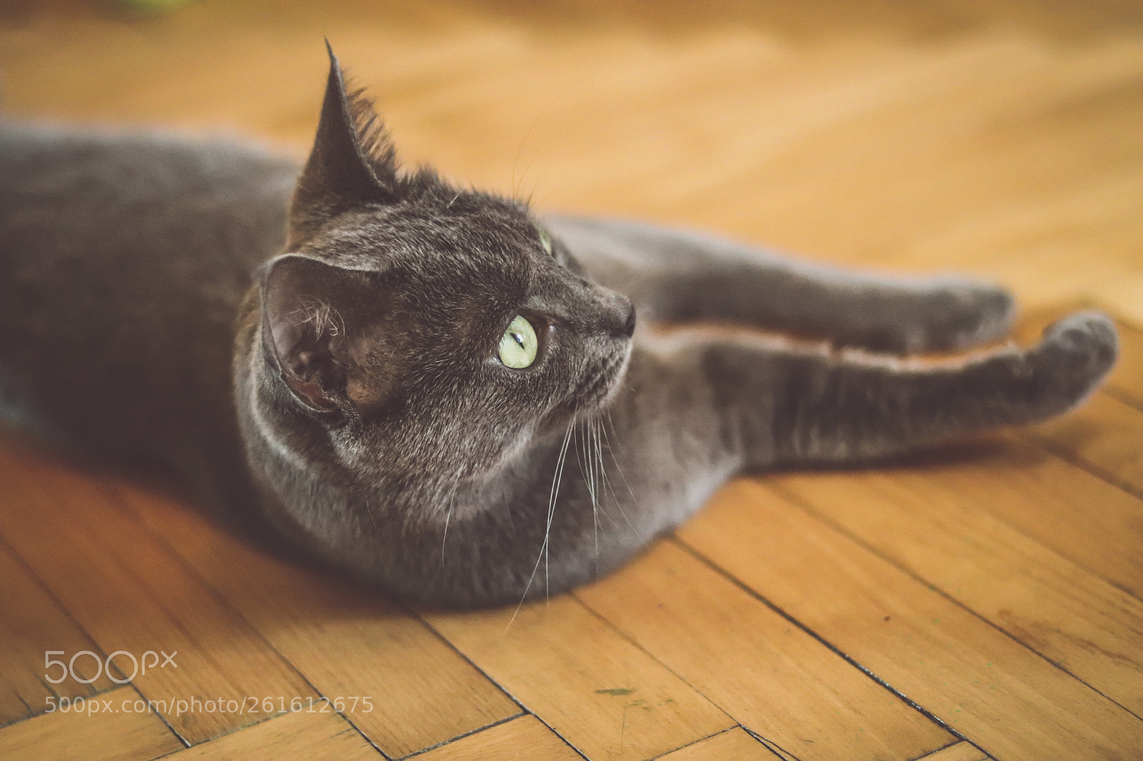 Canon EOS 77D (EOS 9000D / EOS 770D) sample photo. Meow photography