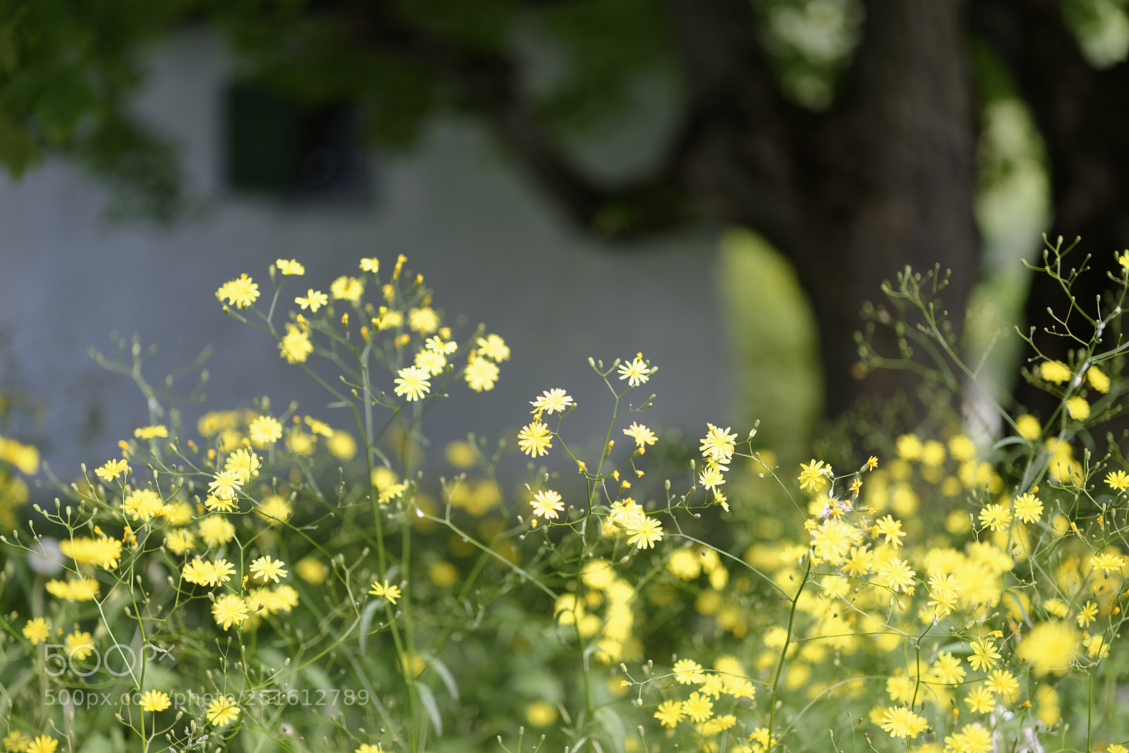 Nikon D610 sample photo. Spring photography
