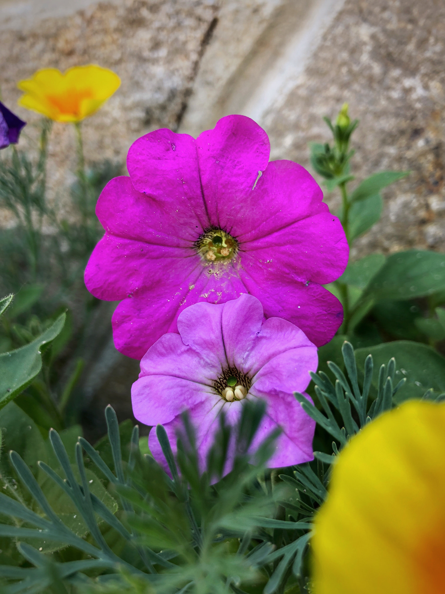 Apple iPhone 8 sample photo. Colorful blooming flowers, plovdiv, bulgaria  photography