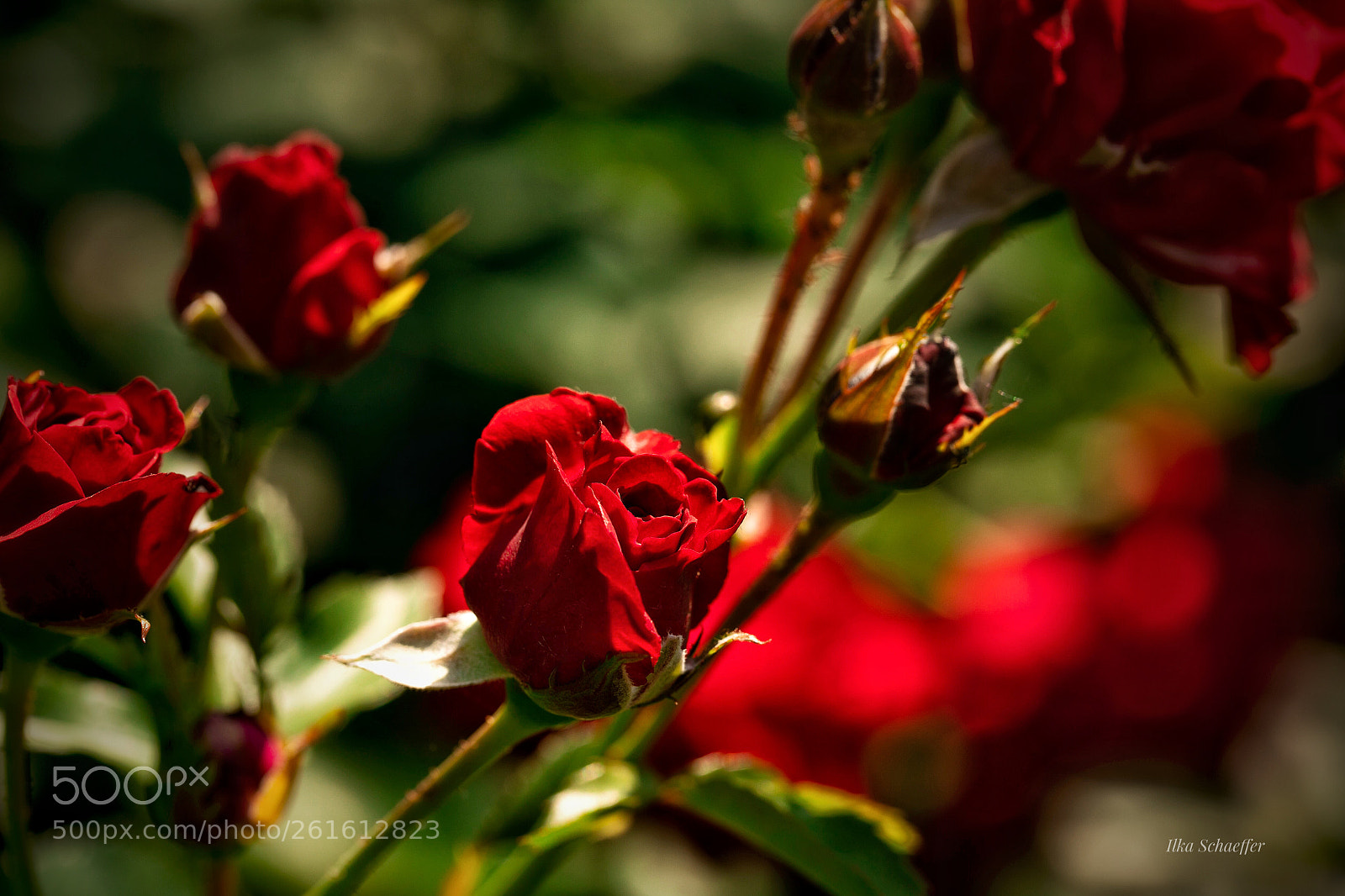 Canon EOS 5D Mark IV sample photo. Tiefes rot photography