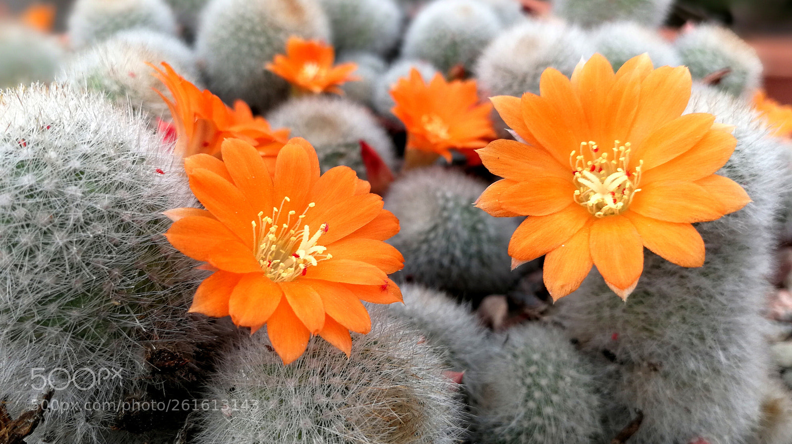 HUAWEI P10 sample photo. Flower of cactus 1 photography