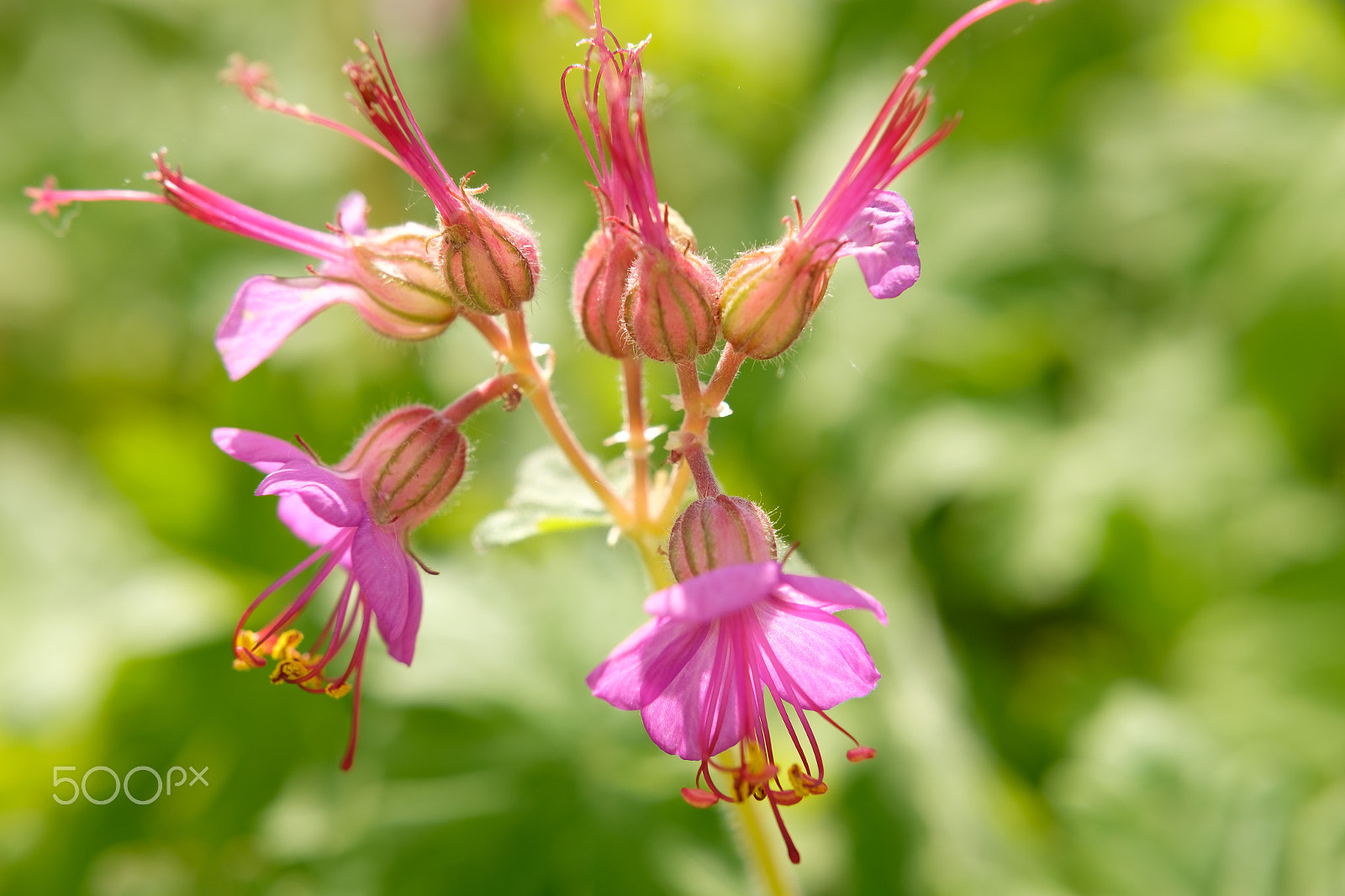 Fujifilm X-E2 sample photo. Hello geranium.... photography