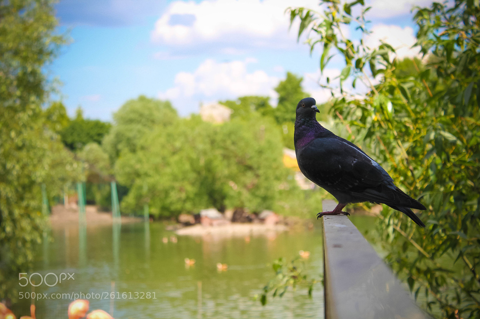 Canon EOS 1200D (EOS Rebel T5 / EOS Kiss X70 / EOS Hi) sample photo. Bird photography
