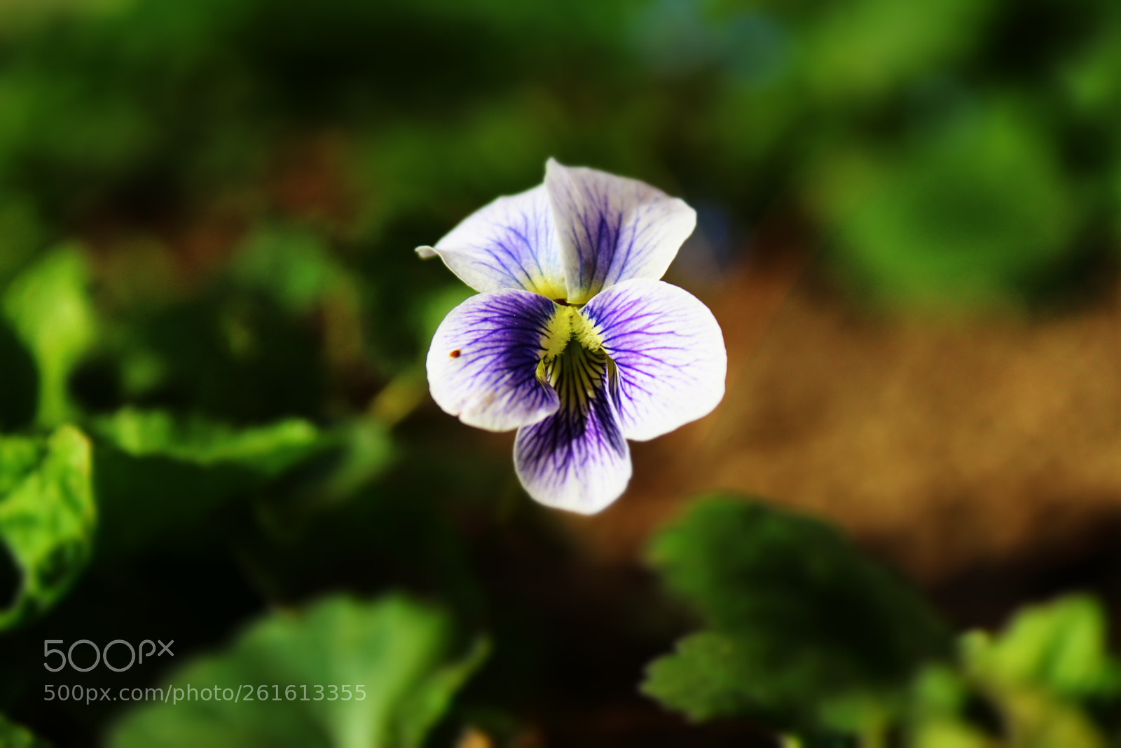 Canon EOS 1200D (EOS Rebel T5 / EOS Kiss X70 / EOS Hi) sample photo. Pansy photography