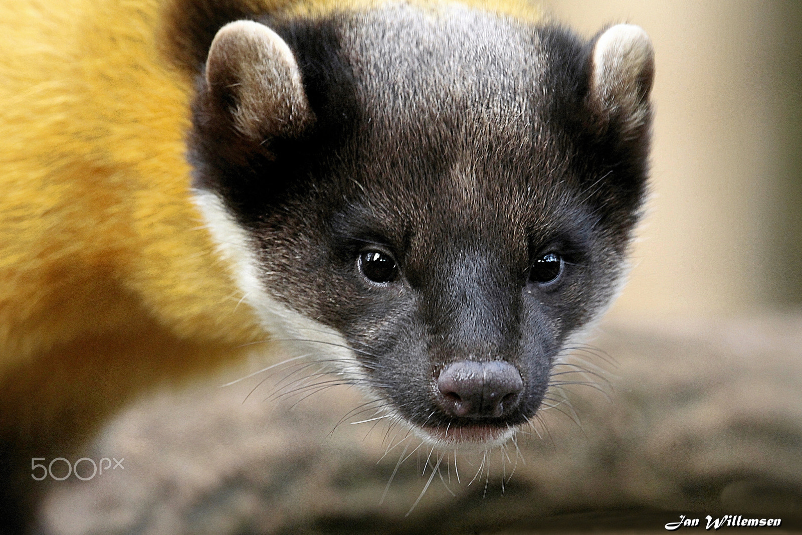 Canon EOS-1D Mark IV sample photo. Yellow-throated marten photography