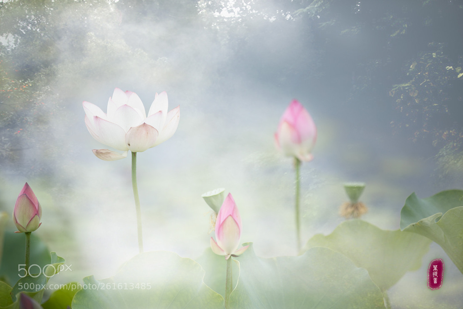 Canon EOS 5D Mark IV sample photo. 花仙子 photography